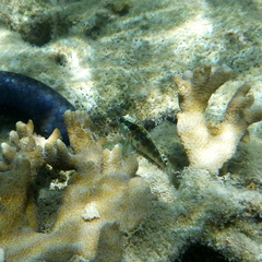 Asterropteryx semipunctata