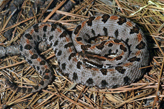 Sistrurus miliarius streckeri