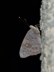 Eunica monima modesta