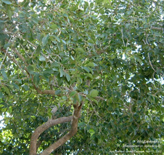 Elaeodendron xylocarpum