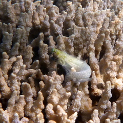 Salarias alboguttatus
