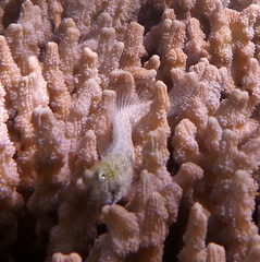 Salarias alboguttatus