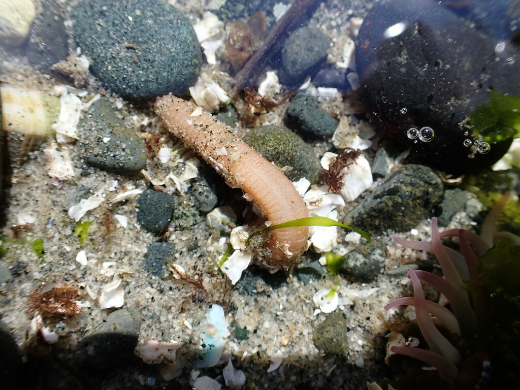 Clark's footless sea cucumber