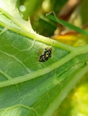 Deloyala lecontei