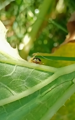 Deloyala lecontei
