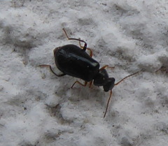 Ebaeus