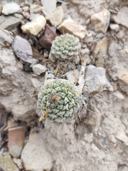 Strombocactus disciformis disciformis