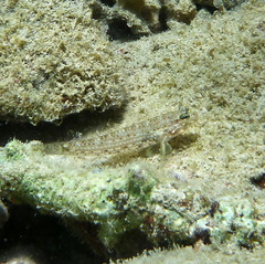 Istigobius