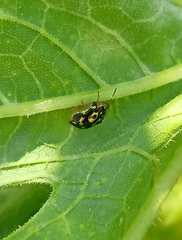 Deloyala lecontei
