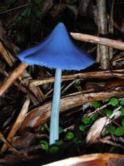 Entoloma hochstetteri