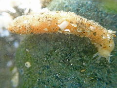 Leptosynapta clarki