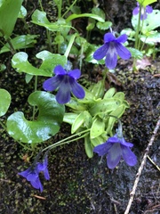 Pinguicula macroceras