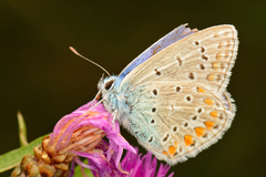 Polyommatus icarus