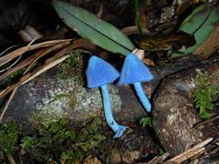 Entoloma hochstetteri