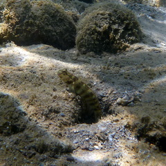 Cryptocentrus leptocephalus