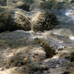 Cryptocentrus leptocephalus