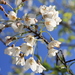 Prunus taiwaniana - Photo (c) Allen Lyu, algunos derechos reservados (CC BY-NC), subido por Allen Lyu