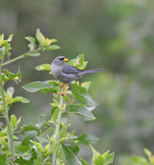 Xenospingus concolor