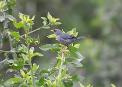 Xenospingus concolor