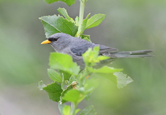 Xenospingus concolor