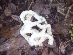 Ileodictyon cibarium