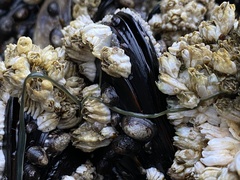 Emplectonema gracile