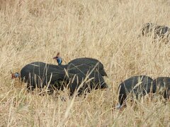 Numida meleagris reichenowi