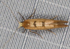 Argyresthia libocedrella