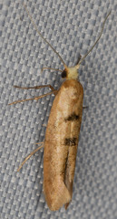 Argyresthia libocedrella