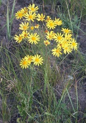 Jacobaea ferganensis