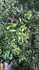 Cestrum glanduliferum