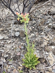 Echeveria bifida