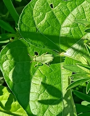 Caelifera