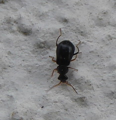Ebaeus