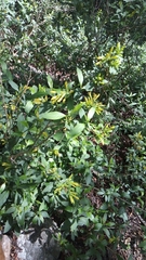 Cestrum glanduliferum