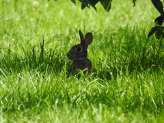 Sylvilagus floridanus