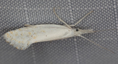 Euceratia castella