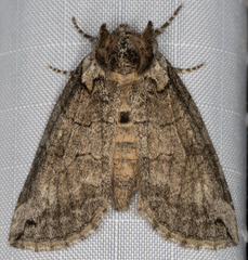 Euthyatira semicircularis