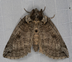 Euthyatira semicircularis