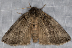 Euthyatira semicircularis