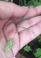 Phalaris canariensis