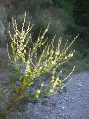 Verbascum sinuatum