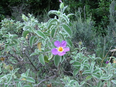 Cistus creticus