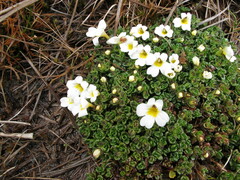 Euphrasia petriei