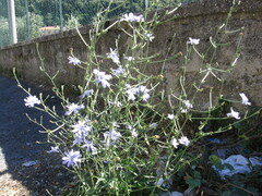 Cichorium intybus
