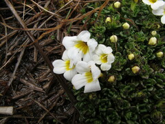 Euphrasia petriei