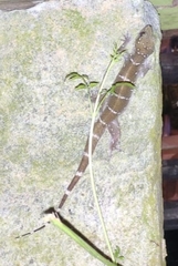 Hemidactylus prashadi