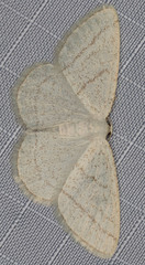 Protitame subalbaria