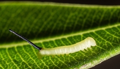 Daphnis nerii