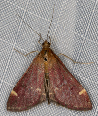 Pyrausta grotei